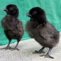 Black kadaknath chicks