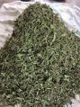 Green dried stevia leaves