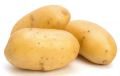 Organic Brown Round fresh big potato