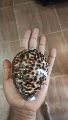 big cowrie shell