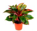 Aglaonema Lipstick Plant