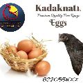 kadaknath chicken egg