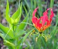 Organic Red Flower Gloriosa Superba