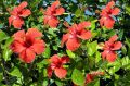 Organic Red Green Hibiscus Rosa Sinensis