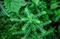 Green Phyllanthus Amarus
