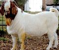 BOER GOAT AT AFFORDABLE PRICES