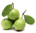 Natural Green fresh guava