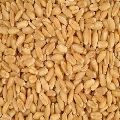 Natural wheat seeds