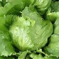 fresh lettuce green longleaf aparagus lettuce iceberg lettuce