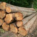 Small Teak Wood Logs
