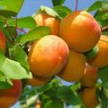 SIDHDHI VINAYAK Fresh Apricot