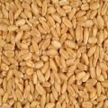 SIDHDHI VINAYAK Organic Wheat Seeds