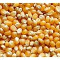 SIDHDHI VINAYAK yellow maize