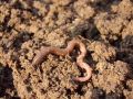 Lumbricus Rubellus Live Earthworms