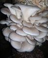 Creamy Grey Light Brown Krishna's Exotic Mushrooms White grey fresh oyster mushroom