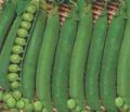 IB110 Imported Green Peas Seeds