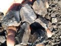 Lumps Black Solid raniganj coal