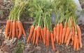 Fresh Carrot