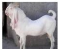 40-50 Kg Brown live goat