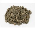 Common DM Global India drumstick seeds