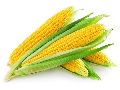 DM Global India yellow corn