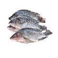 Fresh Tilapia Fish