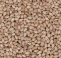 Common Brown Karpakadharani Sesame Natural Sesame Seeds