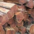 Round Brown Teak Wood Log