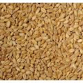 B Grade Wheat
