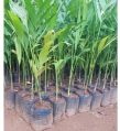 4 Feet Arecanut Plant
