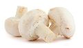Golden White Mushroom