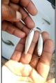 Grey Mullet Fish Seed