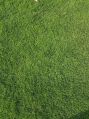 bermuda lawn grass