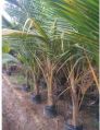 Organic Green Coconut Plants