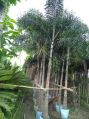 Green Foxtail Palm Plants