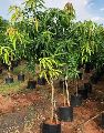 Organic Green mango plants