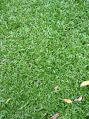 Passfolma Lawn Grass