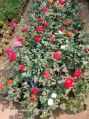 Green Organic rose flower plants