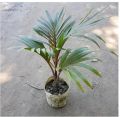 Sampan Palm Plants