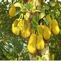 Jackfruit Plants