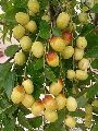 Kashmiri Apple Ber Plants
