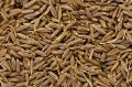 cumin seeds