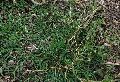 Bermuda Lawn Grass A Grade