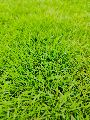 Korean Grass Lawn