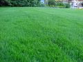 Realistic Natural Lawn Carpet Grass