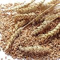 Sharbati Wheat Seeds