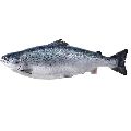 Fresh Whole Salmon Fish with Head