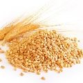 Human Feed Wheat