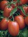 FB-ABHIONE 1101 F1 (9010) Hybrid Tomato Seeds
