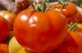 FB-MADHAV F1  Hybrid Tomato Seeds